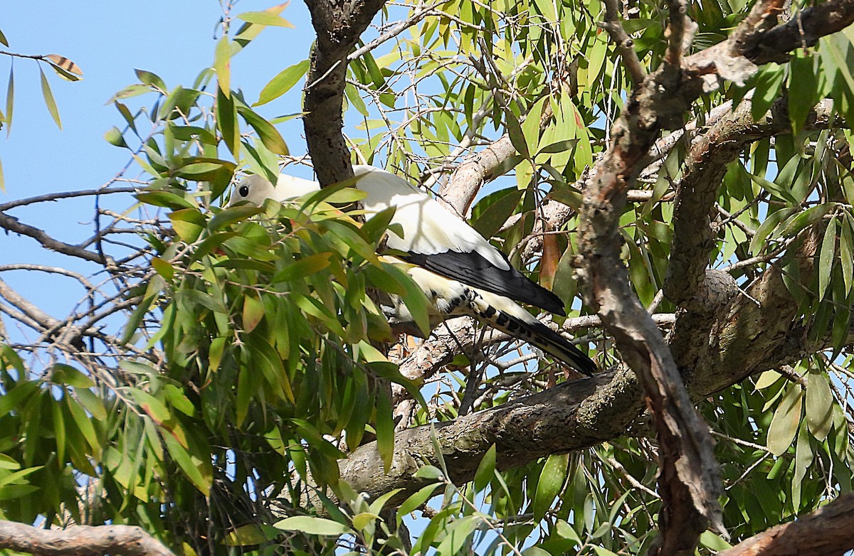 Torresian Imperial-Pigeon - ML646561639