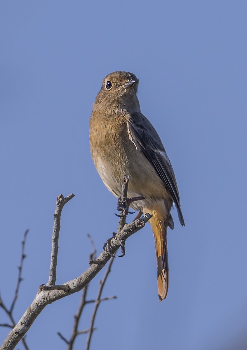 Daurian Redstart - ML646561640
