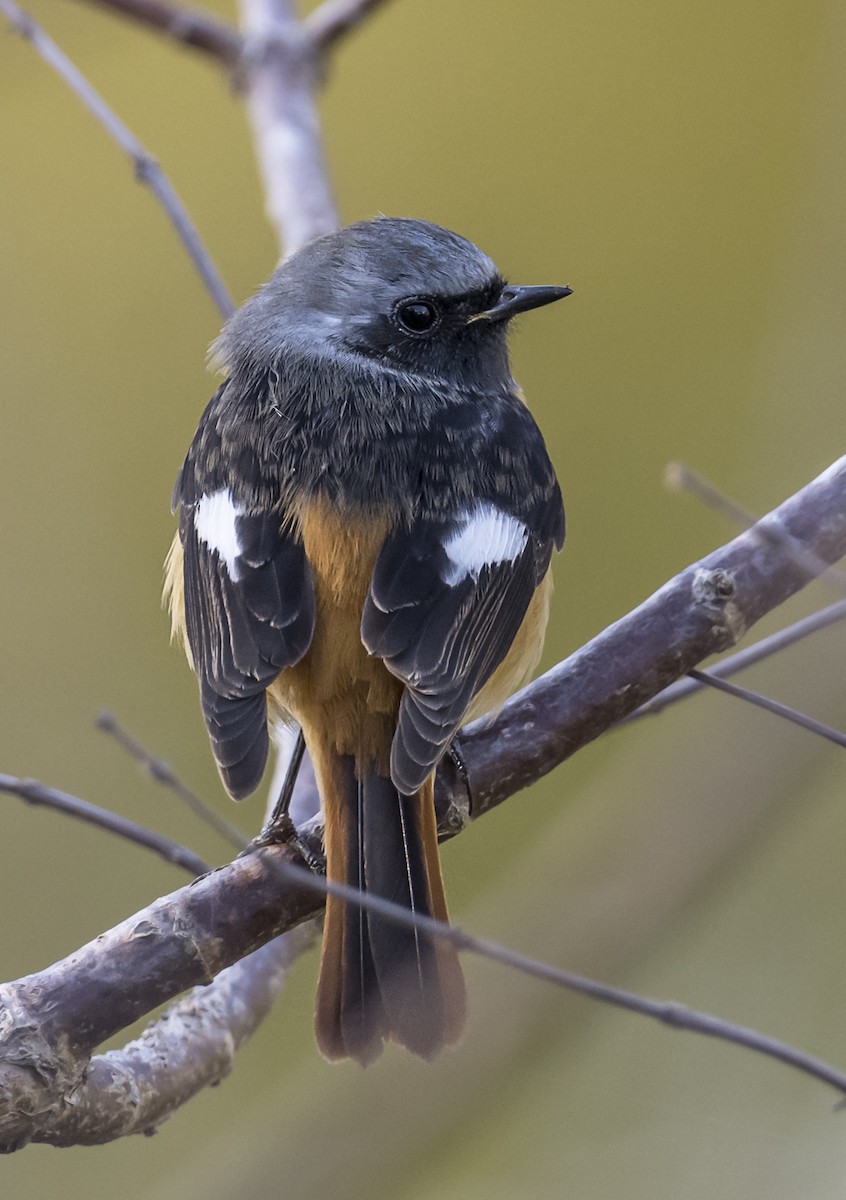 Daurian Redstart - ML646561641