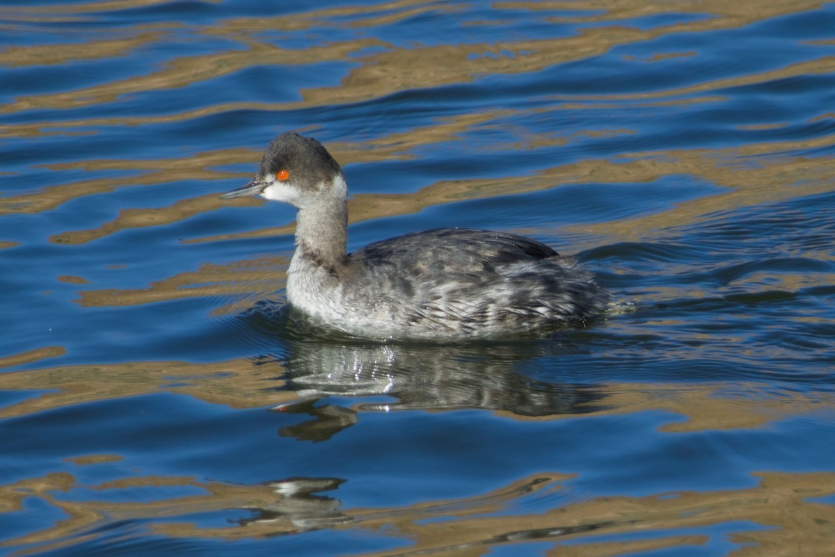 Eared Grebe - ML646561642
