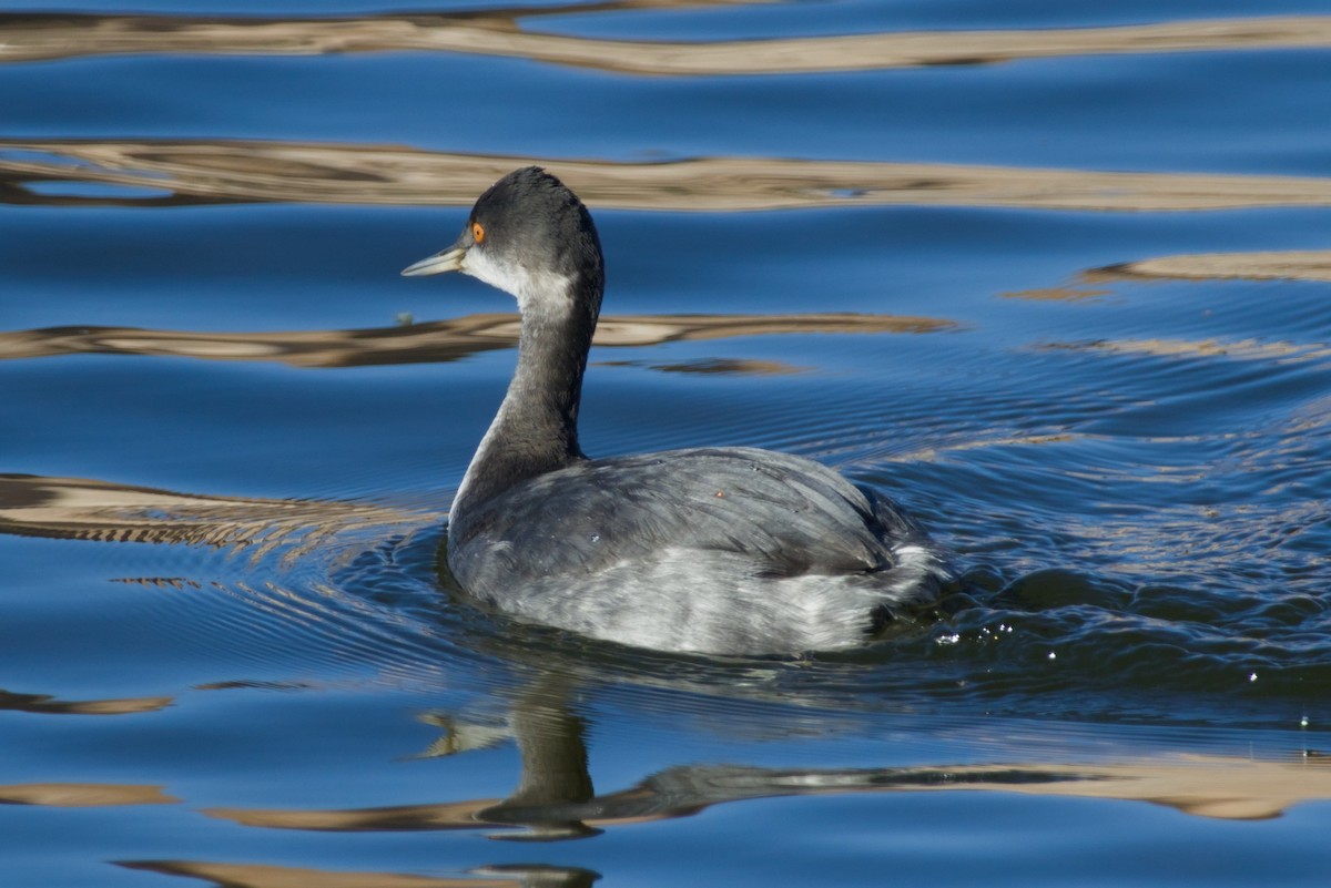 Eared Grebe - ML646561643