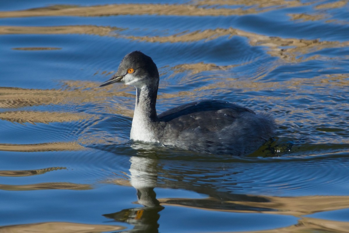 Eared Grebe - ML646561644