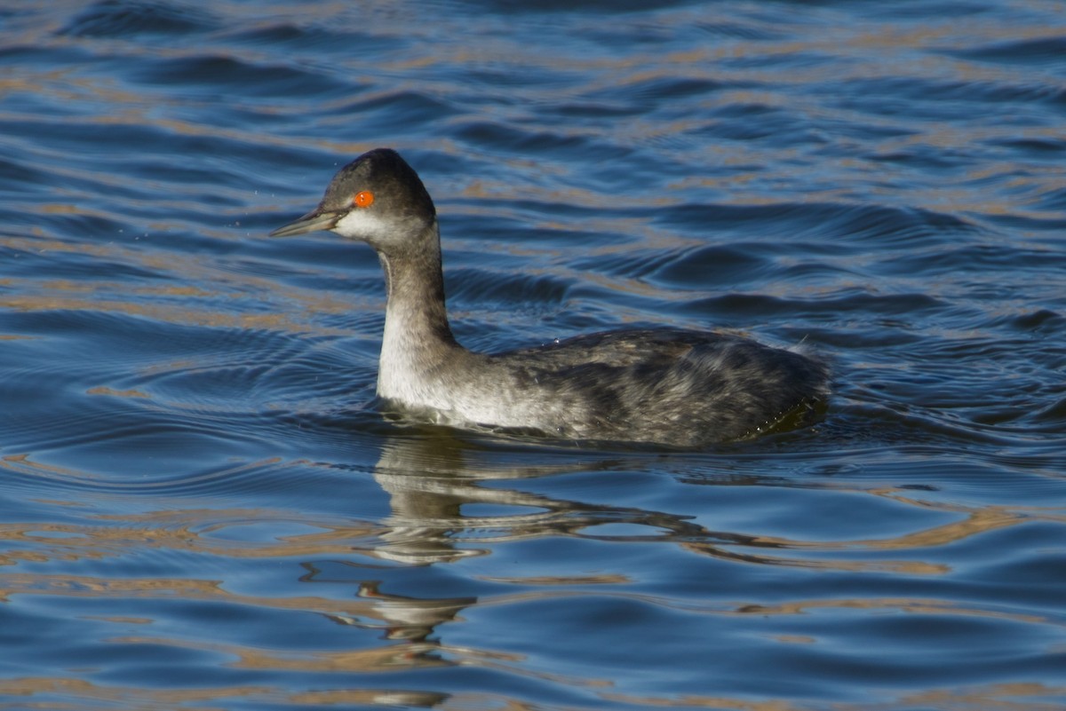 Eared Grebe - ML646561645