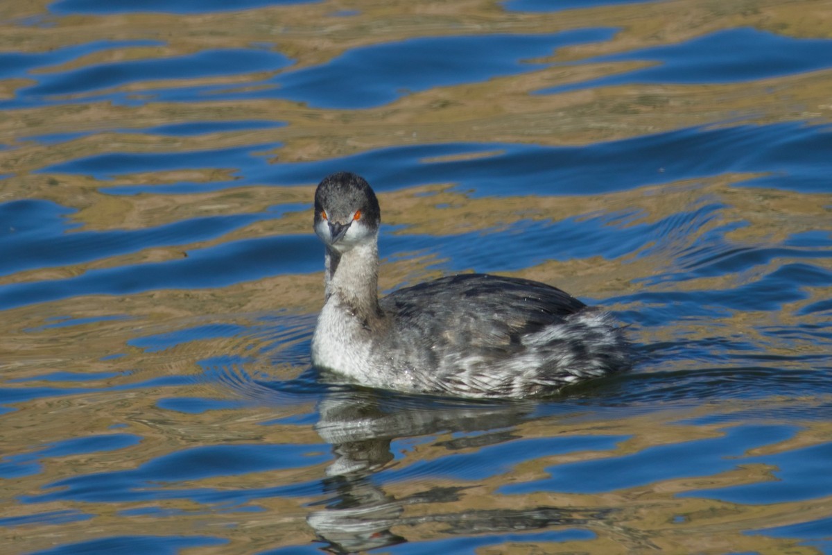 Eared Grebe - ML646561646