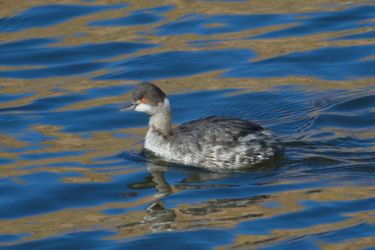 Eared Grebe - ML646561647