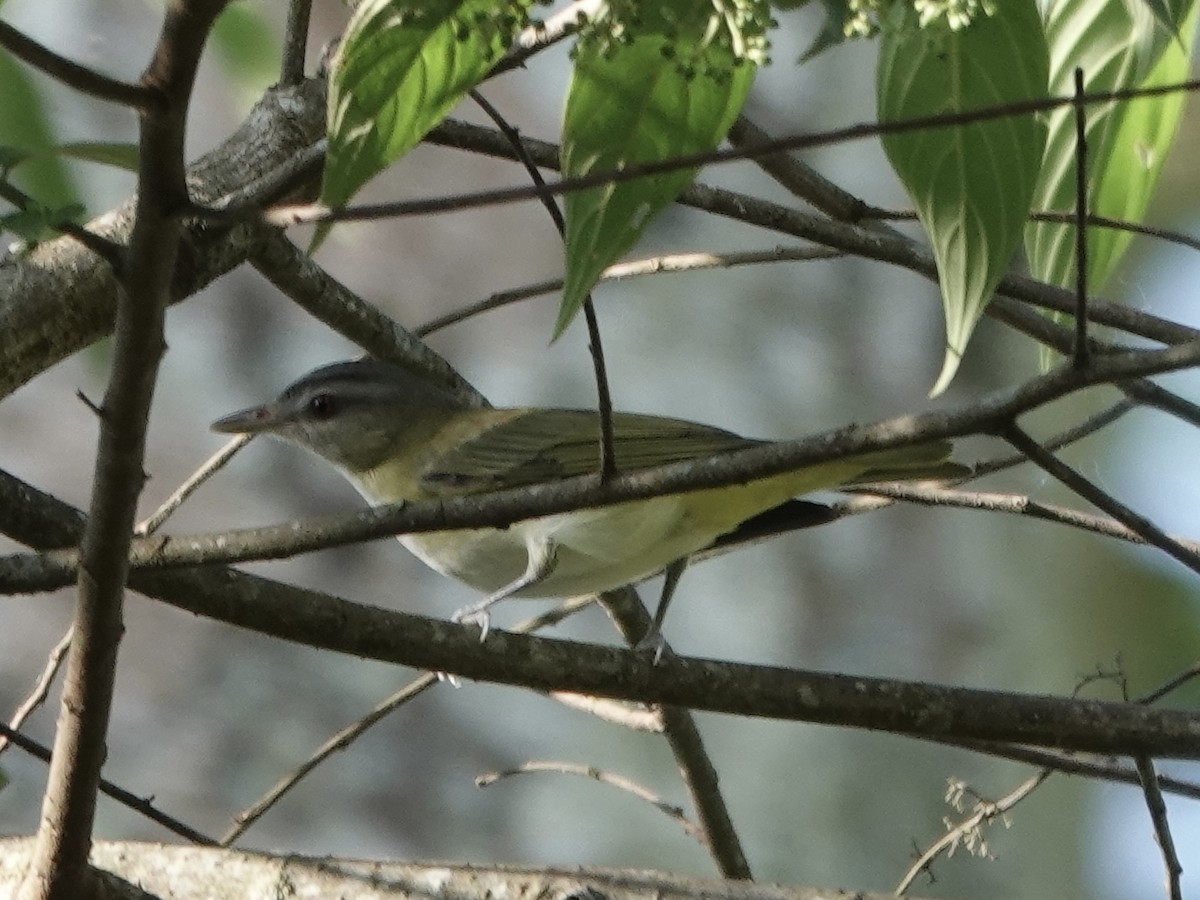 Yellow-green Vireo - ML646561649