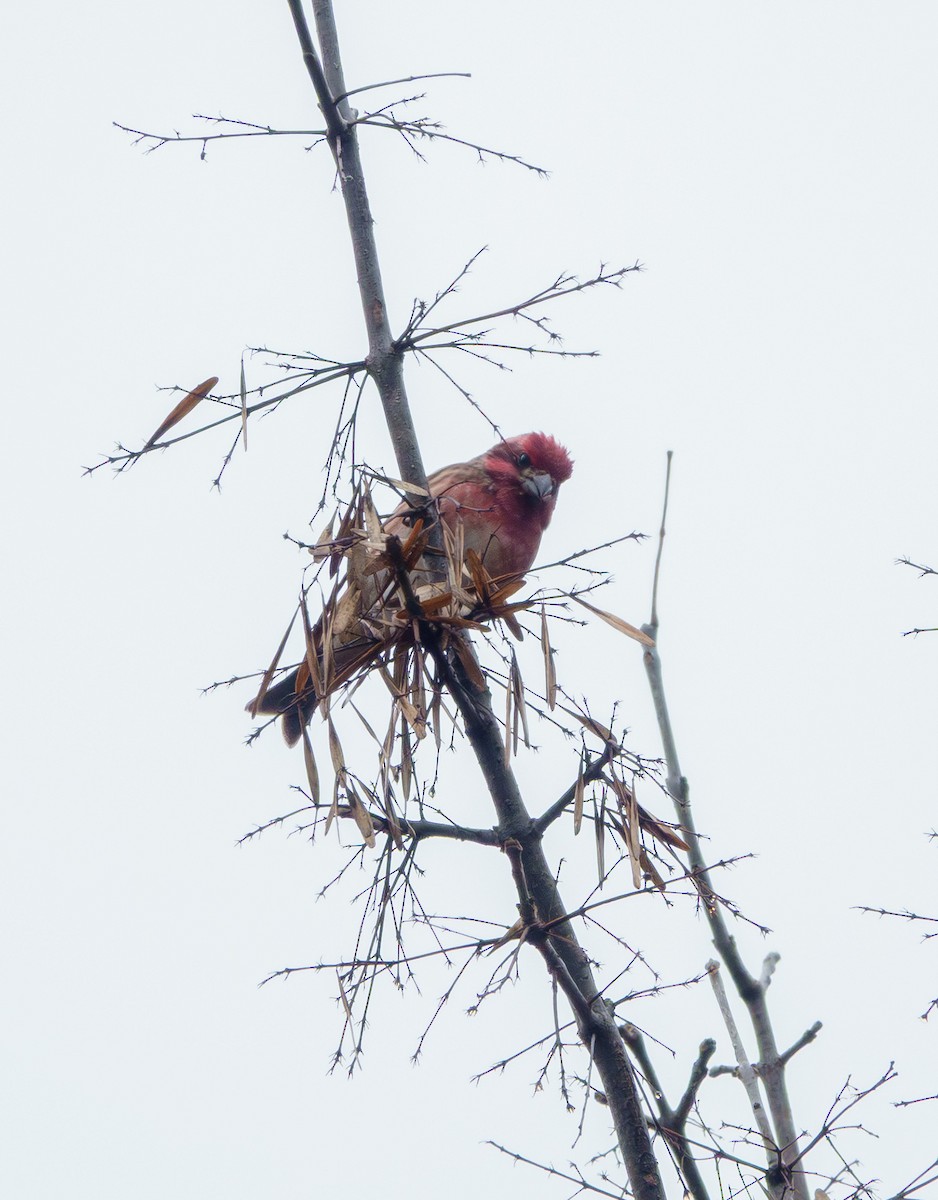 hýl nachový - ML646561650