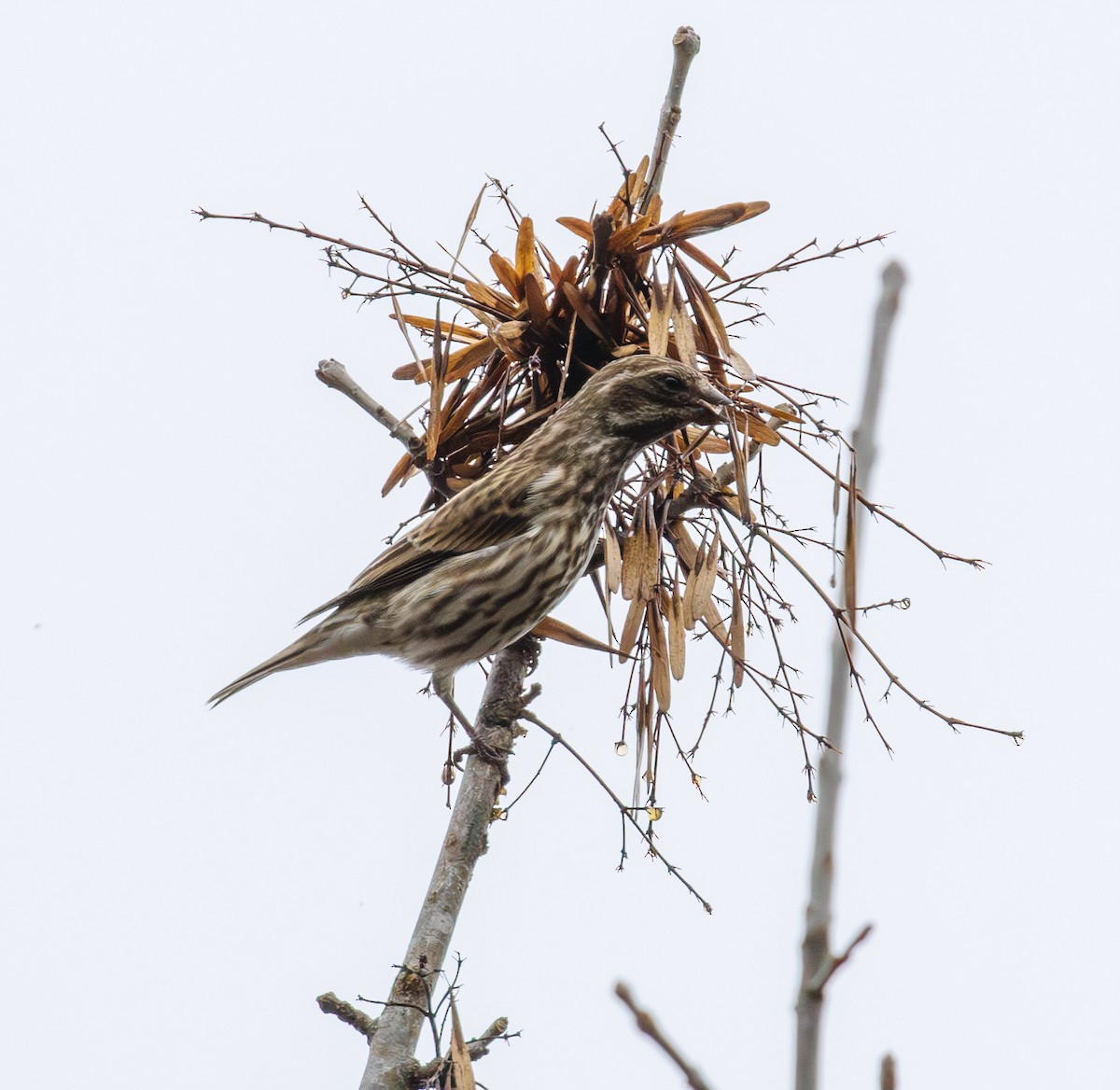 hýl nachový - ML646561651