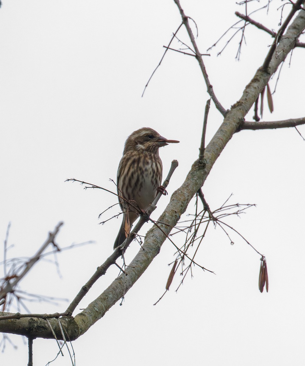 hýl nachový - ML646561652