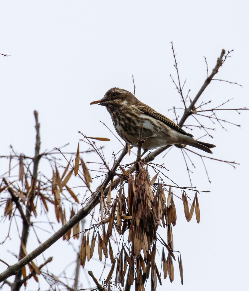 hýl nachový - ML646561654