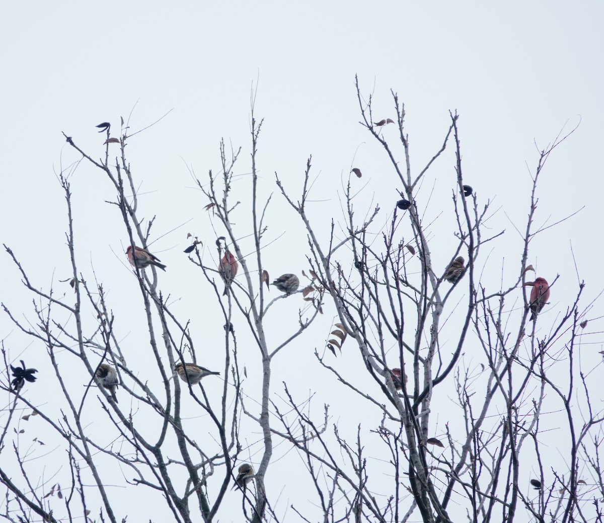 hýl nachový - ML646561655