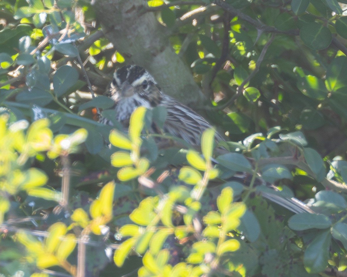 Savannah Sparrow - ML646561656