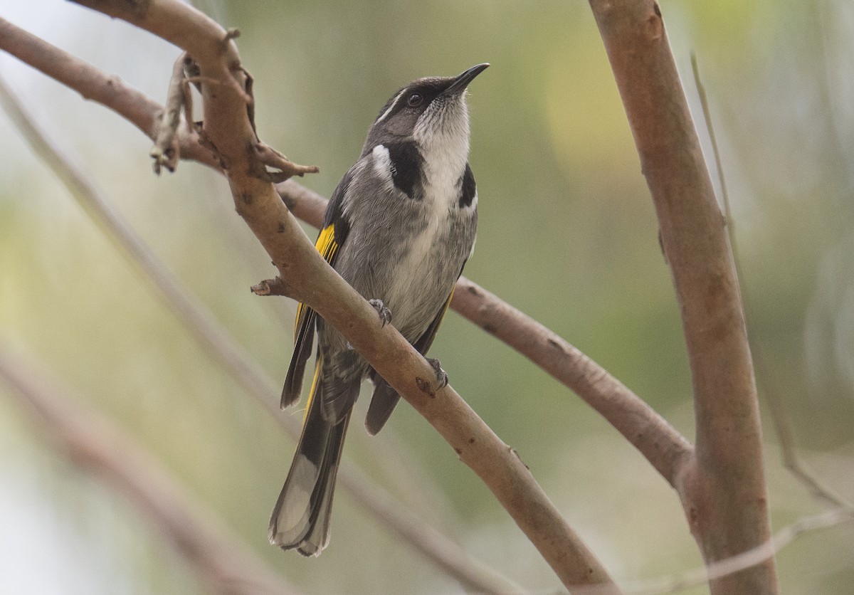ミカヅキキバネミツスイ - ML646561660