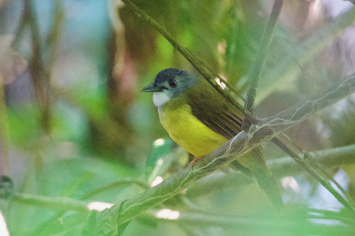 Yellow-bellied Bulbul - ML646561662