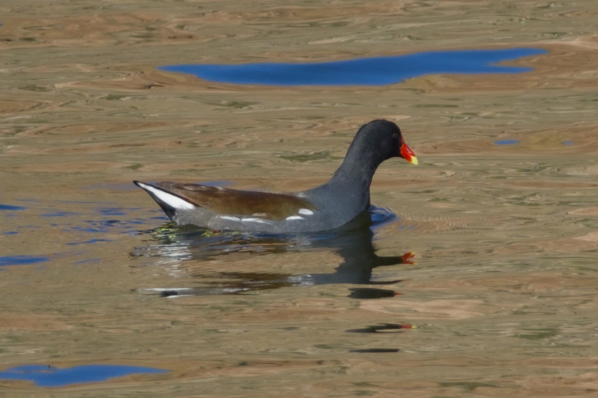Common Gallinule - ML646561663