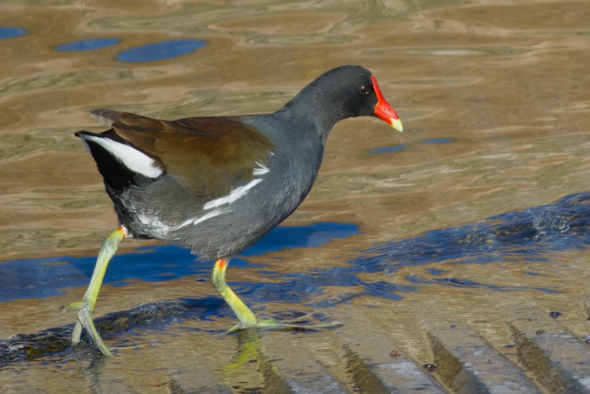Common Gallinule - ML646561665