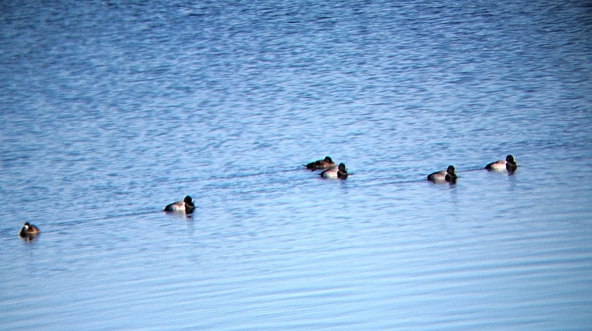 Lesser Scaup - ML646561668