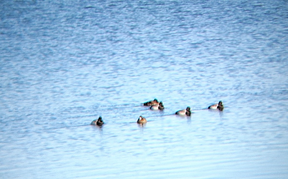 Lesser Scaup - ML646561669