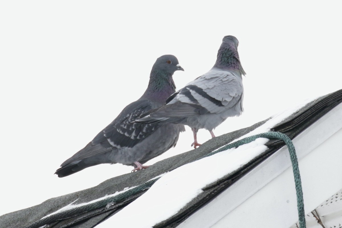 カワラバト（ドバト、家畜型） - ML646561676