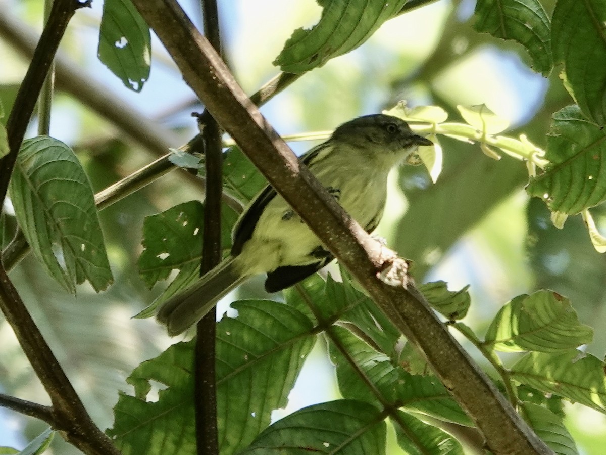 Slender-footed Tyrannulet - ML646561677