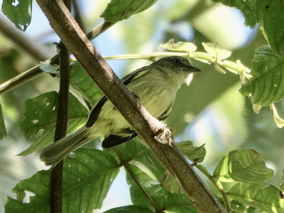 Slender-footed Tyrannulet - ML646561679