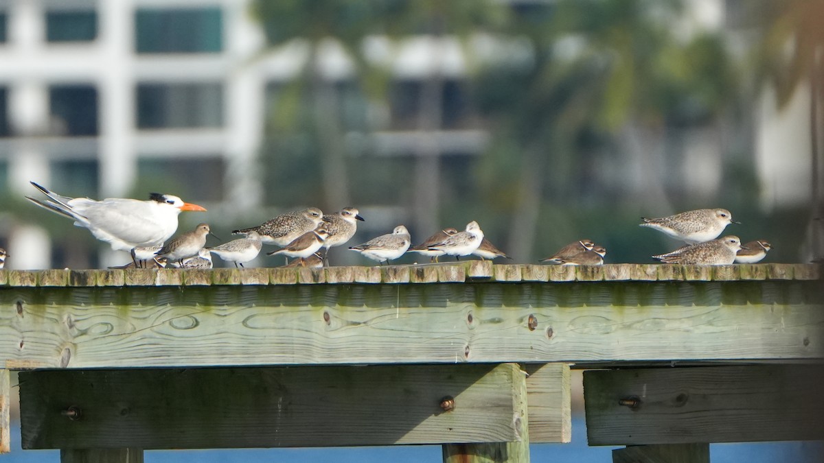 Black-bellied Plover - ML646561680