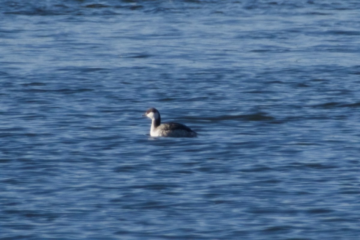 horndykker - ML646561682