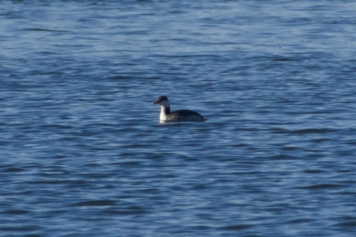 horndykker - ML646561683