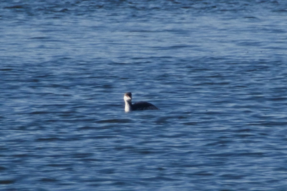 horndykker - ML646561684