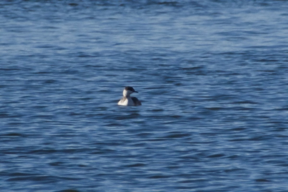 horndykker - ML646561685