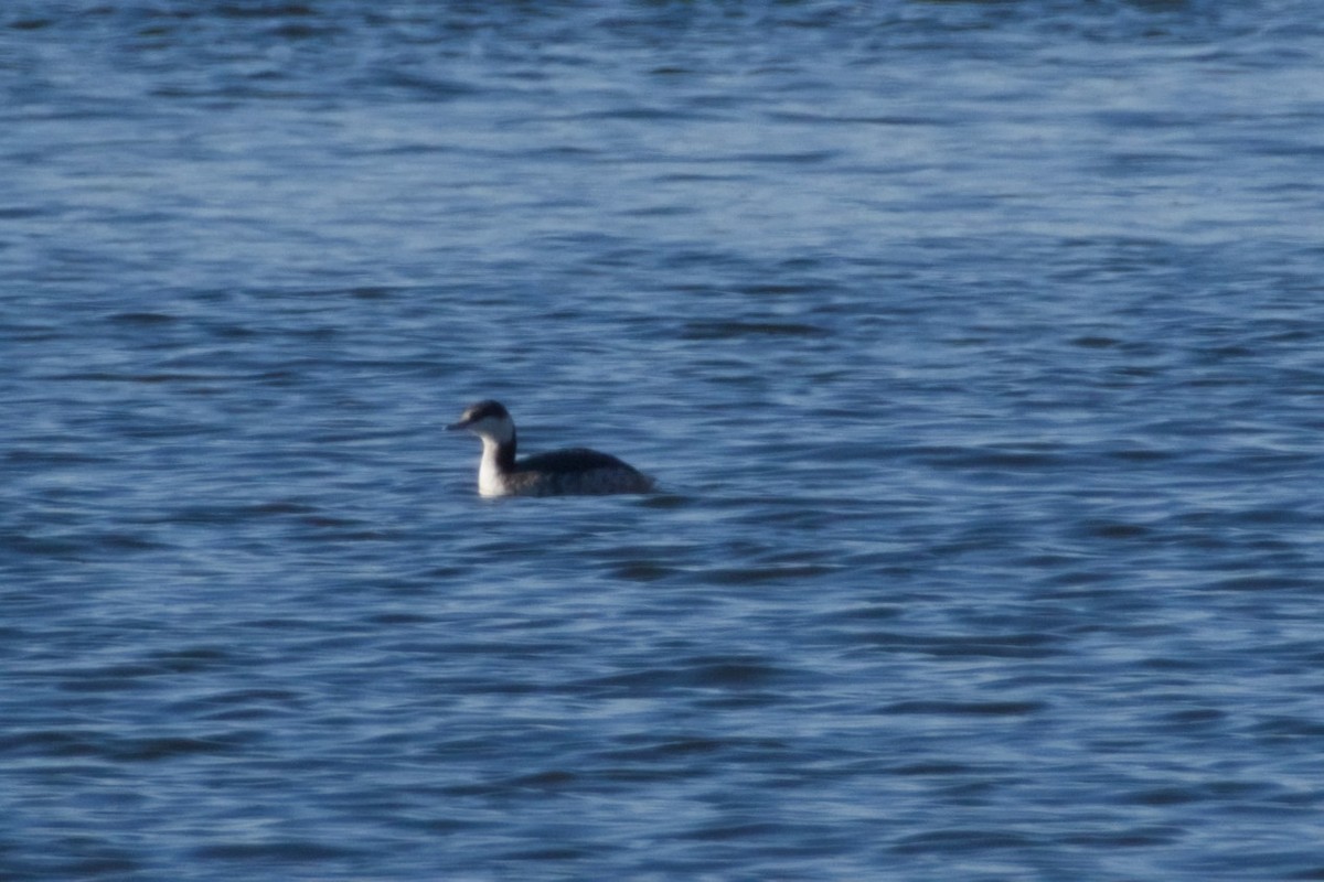 horndykker - ML646561686