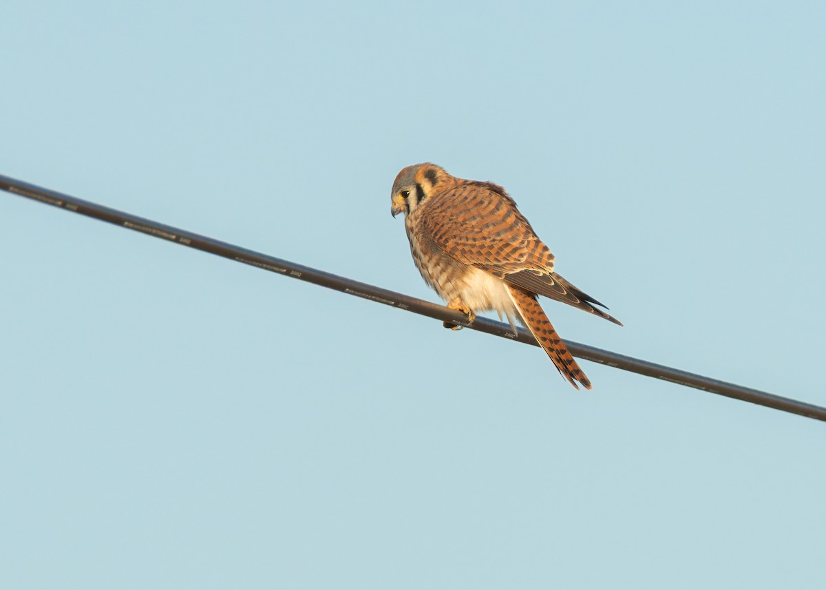 American Kestrel - ML646561691