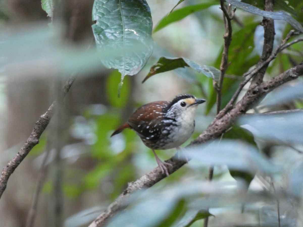 Striped Wren-Babbler - ML646561695