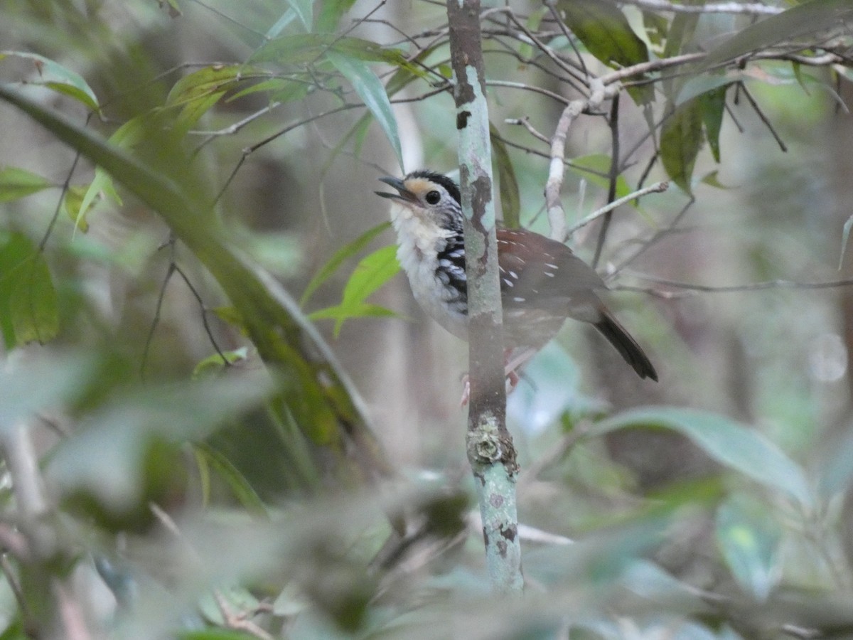 Striped Wren-Babbler - ML646561696