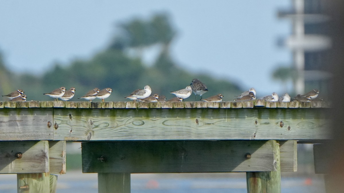 Semipalmated Plover - ML646561702