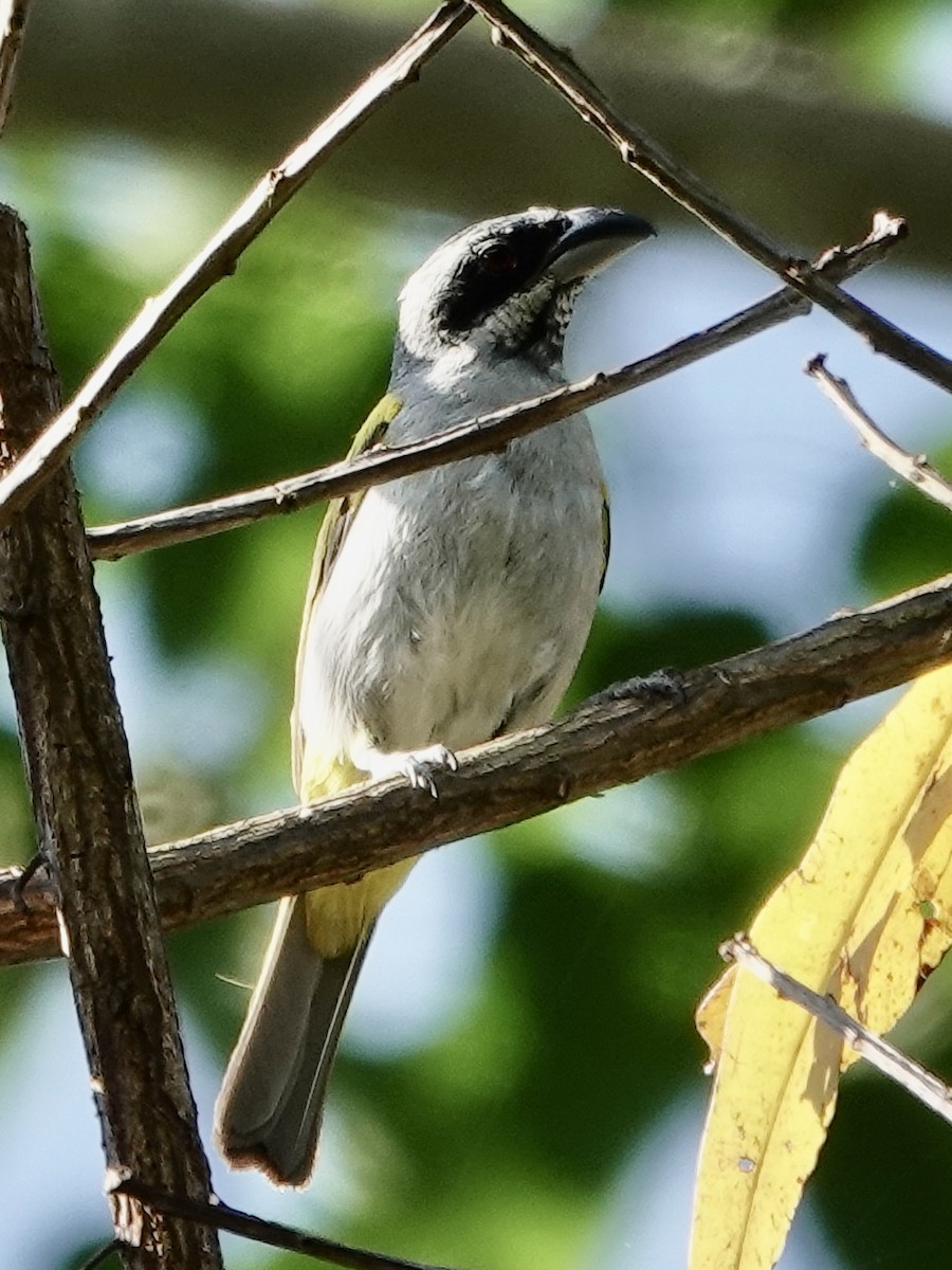 Yellow-shouldered Grosbeak - ML646561703