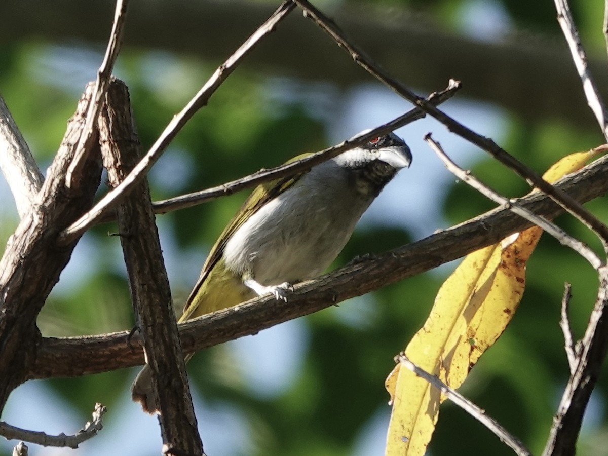 Yellow-shouldered Grosbeak - ML646561704