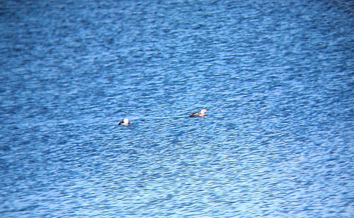 Long-tailed Duck - ML646561710