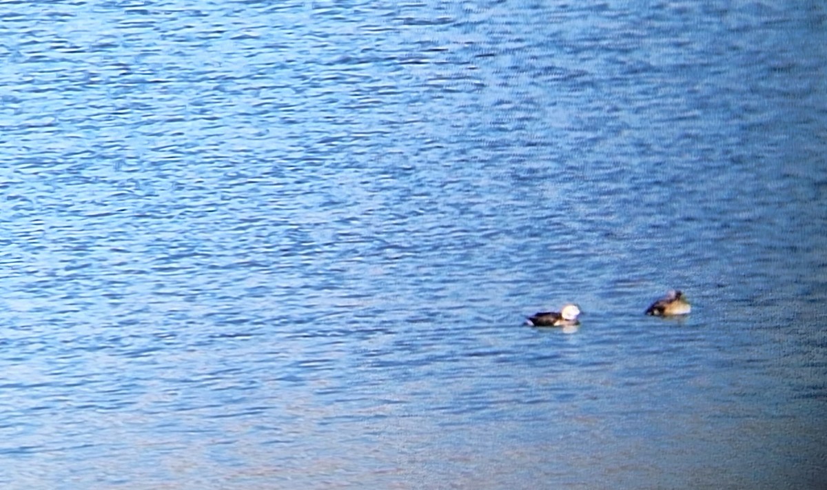 Long-tailed Duck - ML646561711