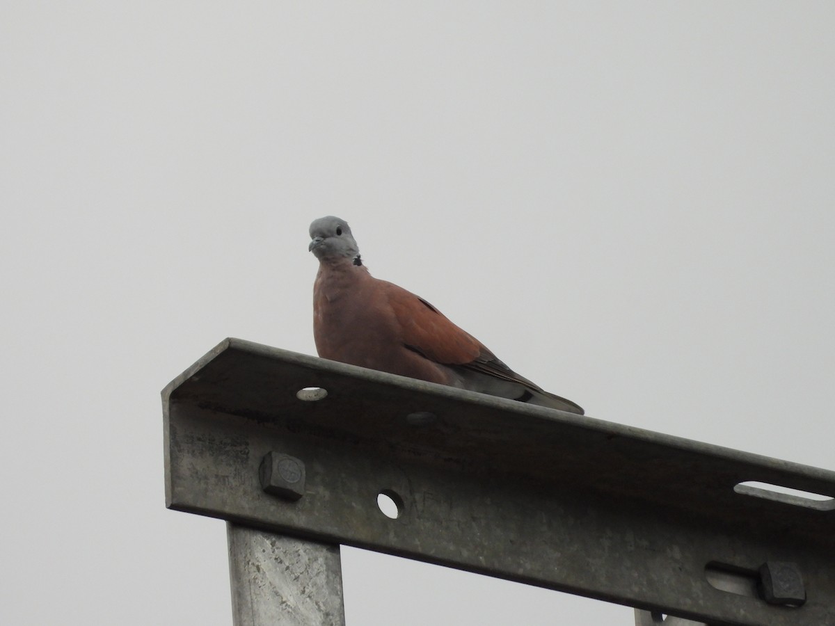 Red Collared-Dove - ML646561718