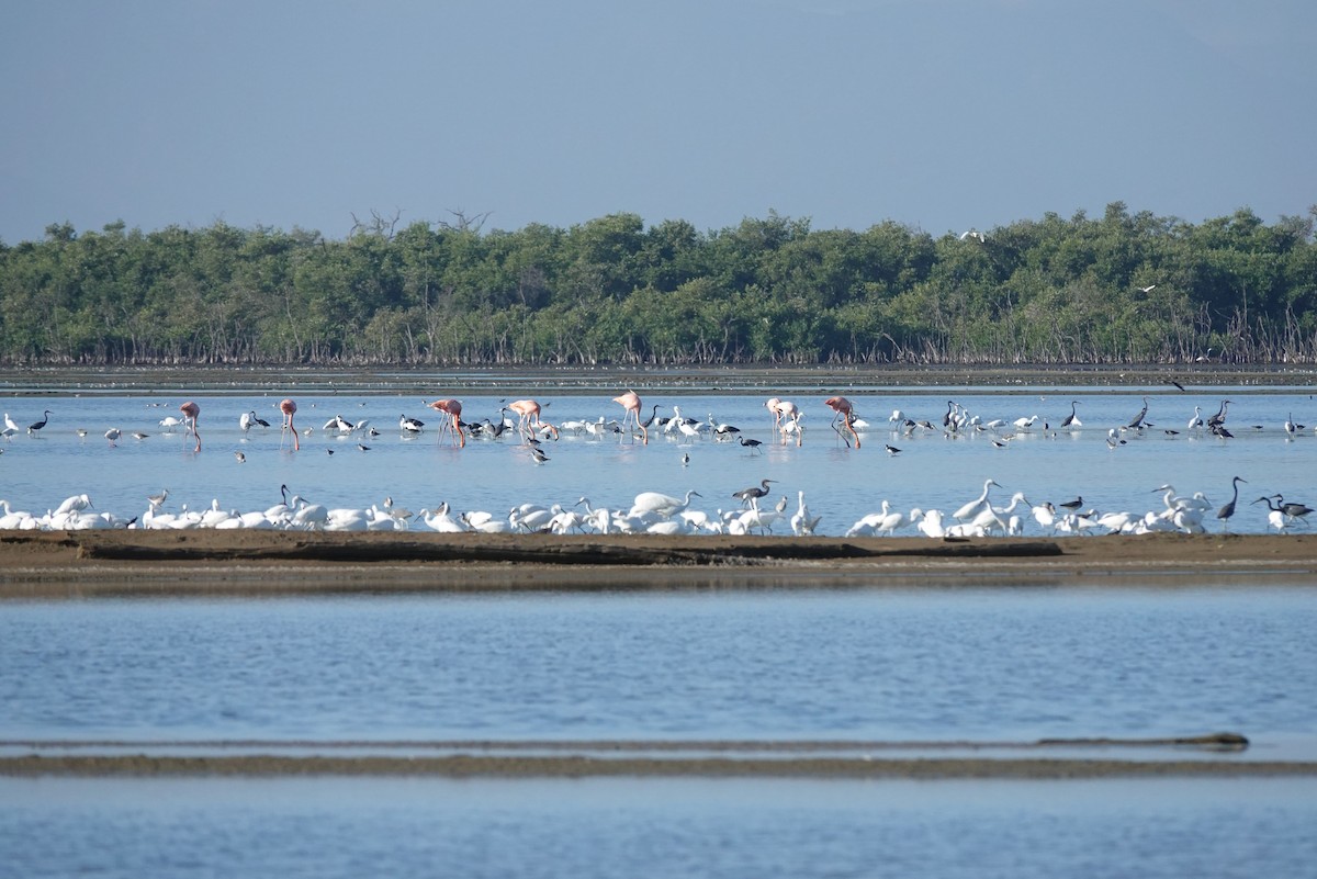 Flamenco Rojo - ML646561720