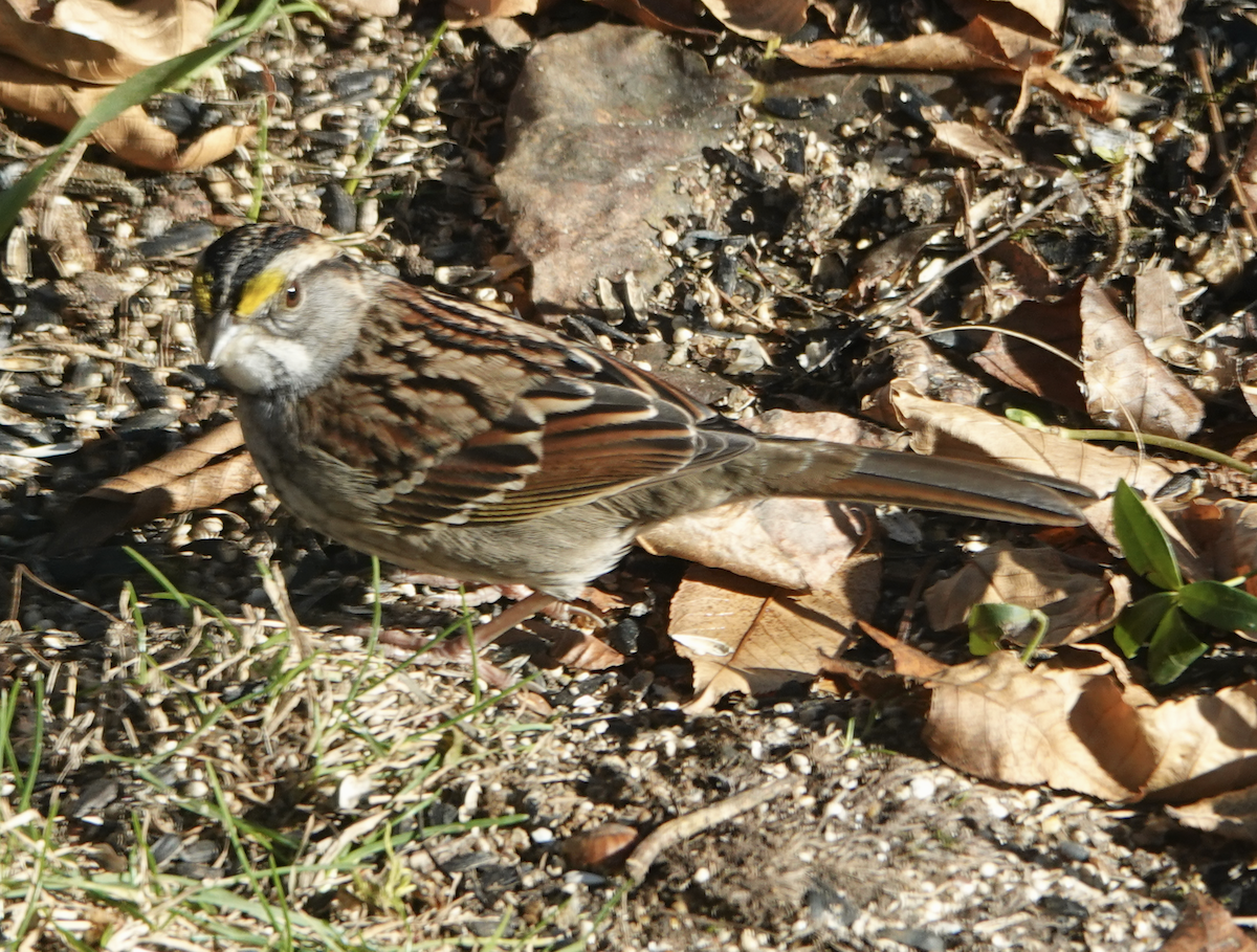 White-throated Sparrow - ML646561722