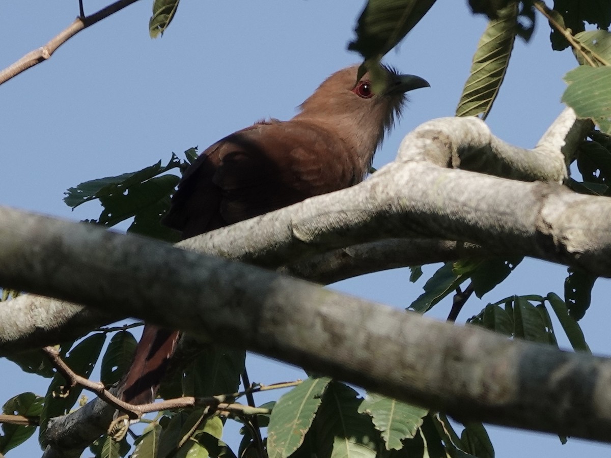 Common Squirrel-Cuckoo - ML646561723