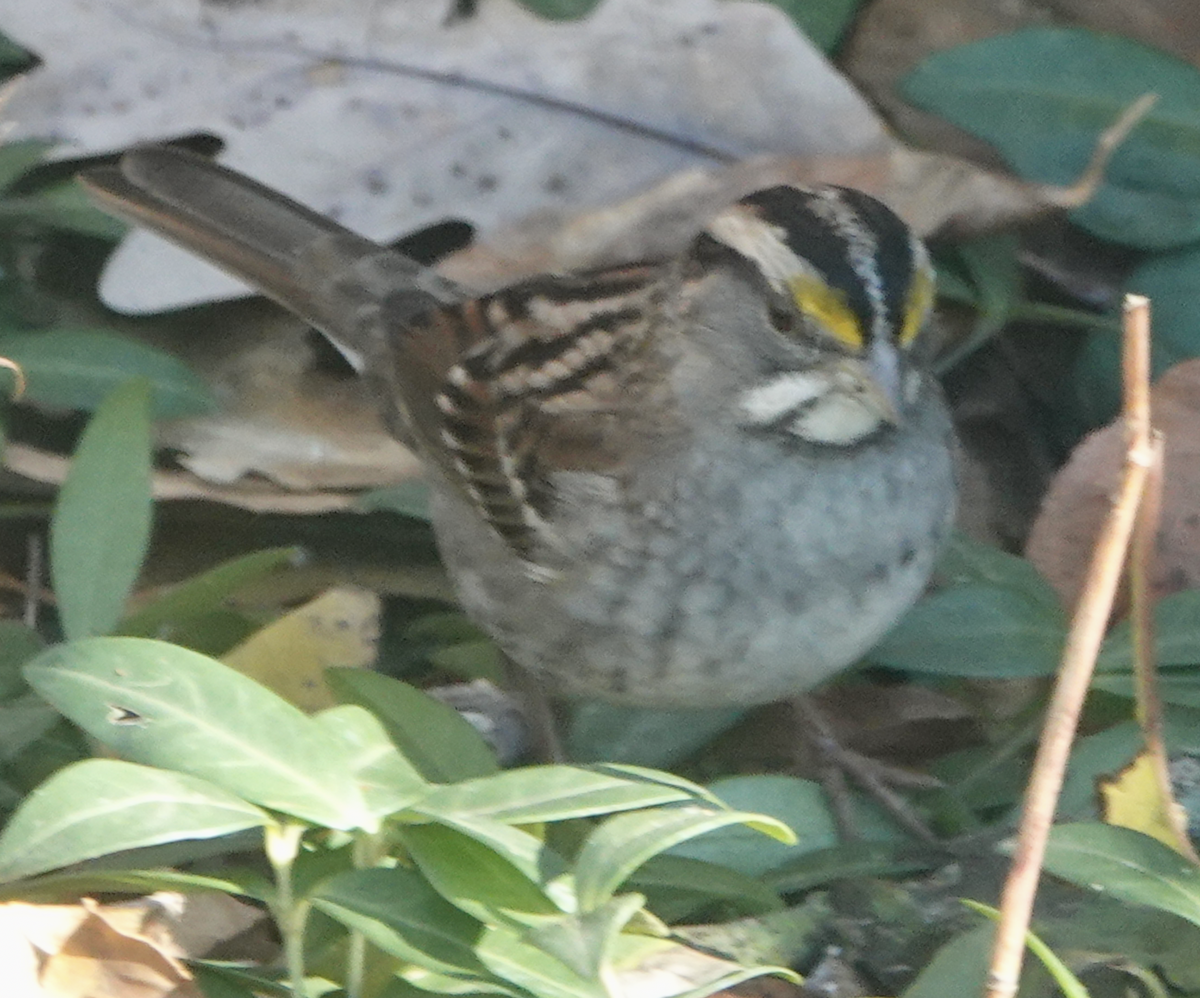 White-throated Sparrow - ML646561724