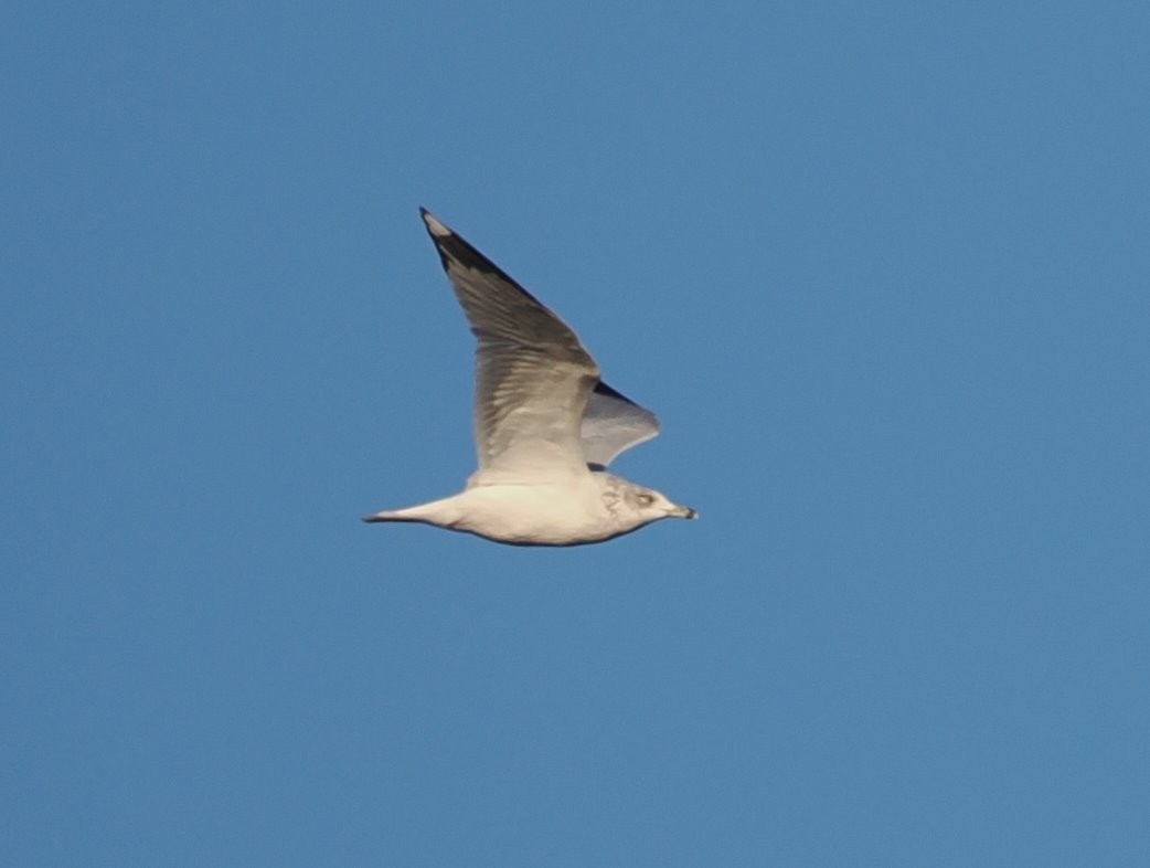 Ring-billed Gull - ML646561730
