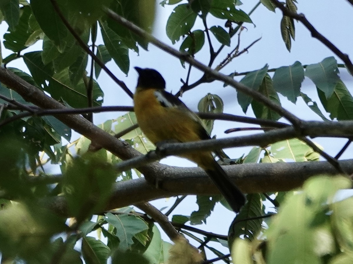 White-winged Shrike-Tanager - ML646561731
