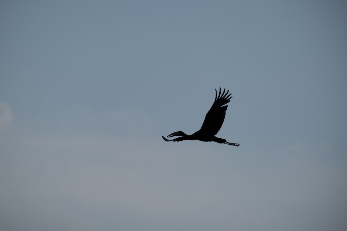 African Openbill - ML646561733