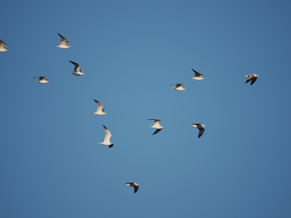 Ring-billed Gull - ML646561734