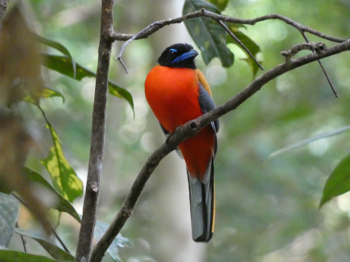 Scarlet-rumped Trogon - ML646561735