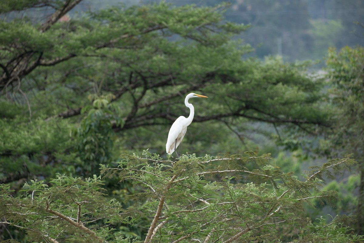 Great Egret (African) - ML646561737